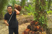 Harga TBS Sawit Mitra Swadaya Riau Pekan Ini Naik 1,43 Persen
