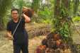 Petani Sawit di Riau Harus Perbanyak Sabar, Harganya Turun Lagi Minggu Ini